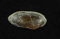 藏品(石蚌)的圖片